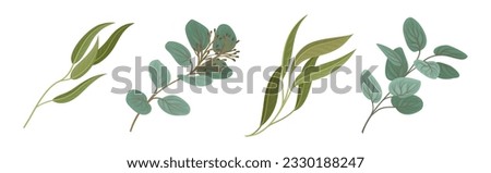 Similar – Image, Stock Photo Eucalyptus sprigs on a white ceramic plate