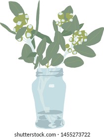 Eucalyptus flower in a bottle is blooming