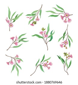 Eucalyptus Flowering Tree Branch with Narrow Leaves and Pink Bud with Fluffy Stamens Vector Set