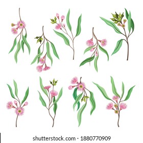 Eucalyptus Flowering Tree Branch with Narrow Leaves and Pink Bud with Fluffy Stamens Vector Set