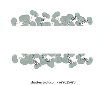 Eucalyptus frame vector illustration