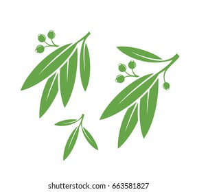 Eucalyptus Fresh Leaves On White Background Stock Vector (Royalty Free ...