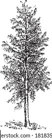 Eucalyptus globulus, From the Dictionary of Word and Things, 1888.