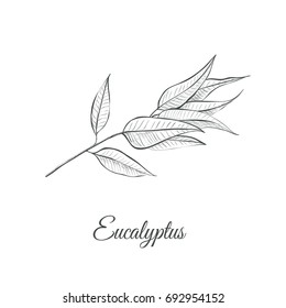 Eucalyptus (Eucalyptus Globulus) Sketch Vector Illustration. Eucalyptus Design Hand Drawing