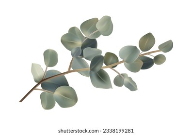 Eucalyptus green branch. Plant icon 3d. Tropical tree, evergreen leaves. Decorative eucalyptus branch for the design of cards, invitations, notebooks and covers. Vector isolated illustration 3d.