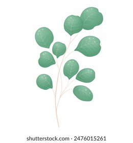 Eucalyptus green branch.  Vector stock illustration. isolated on a white background. Tropical tree, evergreen leaves. Decorative eucalyptus branch for the design of cards, invitations, notebooks