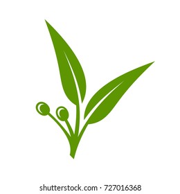 Eucalyptus Green Leaves Icon On White Background. Vector