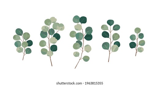 Eucalyptus greenery, gum tree foliage natural leaves branches designer art tropical elements set bundle hand drawn in watercolor style.
