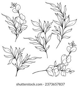 Eucalyptus Greenery Line Art, Fine Line Leaves Hand Drawn Illustration. Botanical Coloring Page. Outline Leaves Isolated on White