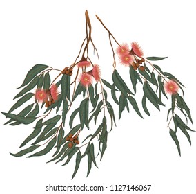 Eucalyptus gum leaves and flowers botanical, floral illustration