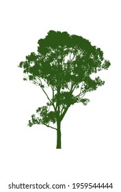 eucalyptus gum tree on white background