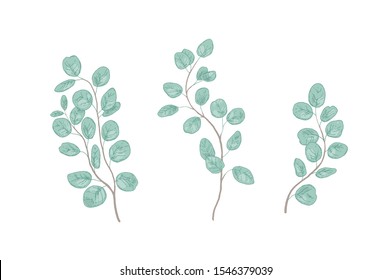 Eucalyptus gunnii branches realistic vector illustrations set. Gum tree twigs isolated on white background. Forest foliage design elements collection. Evergreen tree leaves. Medicinal plant.