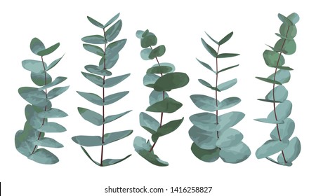 Eucalyptus Gunnii, Silver Dollar Greenery, Gum Tree Foliage Natural Leaves & Branches Designer Art Tropical Elements Set Bundle Hand Drawn In Watercolor Style. Vector Decorative Beautiful Elegant