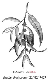 Eucalyptus hand drawing vintage engraving style