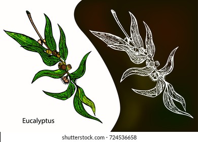 Eucalyptus.  Hand drawn botanical sketch style.