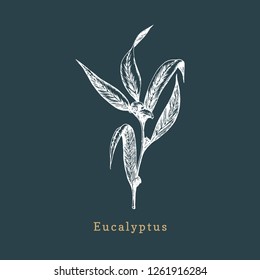 Eucalyptus, hand drawn sketch. Botanical illustration of organic, officinalis plant on dark background. Used for logo, sticker, label etc.