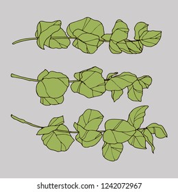 Eucalyptus hand drawn vector. Eucalyptus brunch leaves colored green color sketch style vector.  Perfect for invitations, greeting cards, posters, prints etc.