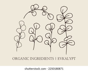Eucalyptus hand-drawn botanical illustrations. Linear set of elegant vector illustration for logo, cosmetics, medicine. Sketch style illustration 
