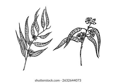 Eucalyptus herb engraved drawing set. Natural outline sketch in botanical style for cooking, spa, medicinal tea, and garden beauty. Hand-drawn vector floral clipart