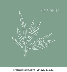 Eucalyptus herb hand drawn vector line illustration. Healthy natural plant, cooking, aromatherapy, garden, medicinal. Outline sketch floral doodle