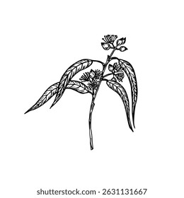 Eucalyptus herb sketch outline illustration. Natural plant drawing in engraving style for culinary, wellness, garden, and healing. Hand-drawn floral vector clipart