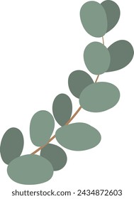 Eucalyptus Herbal Branch Vector Illustration