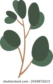 Eucalyptus Herbal Branch Vector Illustration