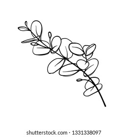 Eucalyptus illustration in white background