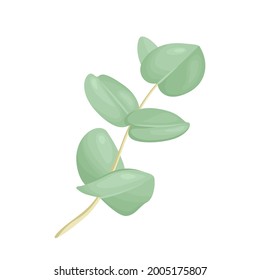 Eucalyptus isolated on white background. Branch with green leaves. Vector illustration of  medical plant in cartoon flat style.