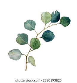 Eucalyptus also known as the gum tree leaves on branch isolated on white watercolor illustration. Eucalyptus plant herbal alternative medical care leaves. Green medical herbs gum tree branch.