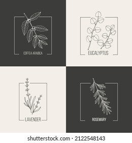 Eucalyptus lavender coffee and rosemary floral hand drawn logo template. Vector illustration for badges, labels, and branding business identity