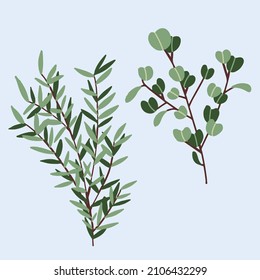 eucalyptus leaf botanical green foliage
