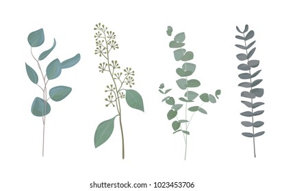 Eucalyptus leaf collection in rustic watercolor style. Set of silver dollar eucalyptus tree foliage, natural seeded, gunni and baby blue eucalyptus tree leaves