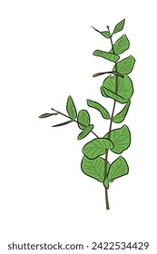Eucalyptus leaf design vector ilustration