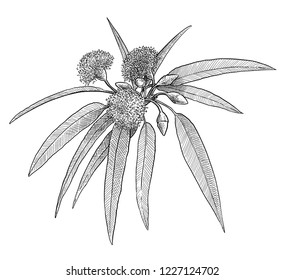 Eucalyptus Leaf And Flower Illustration, Drawing, Engraving, Ink, Line Art, Vector