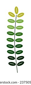 Eucalyptus leaf icon vector isolated on white background.
