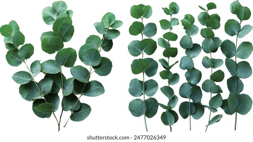  Eucalyptus leaf  isolated on white background