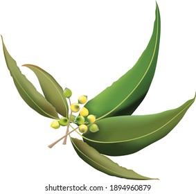 eucalyptus leaf leaves isolated vector white background.