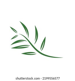 eucalyptus leaf vector element design template web
