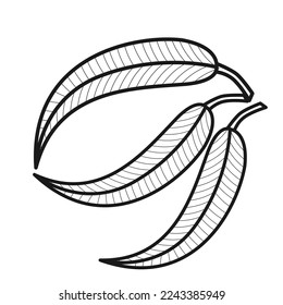 eucalyptus leaf vector icon black and white
