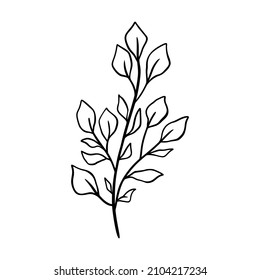 Eucalyptus leaf vector illustration. Floral hand drawn branch, linear element. Boho elegant leaves isolated on white background. Eucalyptus foliage silhouette, line art. Doodle grass icon.