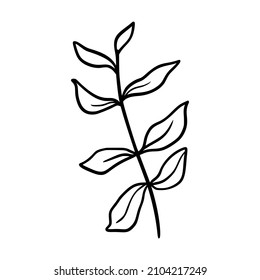 Eucalyptus leaf vector illustration. Floral hand drawn branch, linear element. Boho elegant leaves isolated on white background. Eucalyptus foliage silhouette, line art. Doodle grass icon.