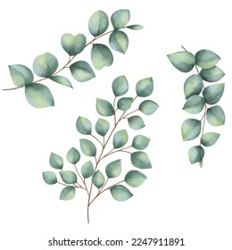 Eucalyptus leaf watercolor painting on white