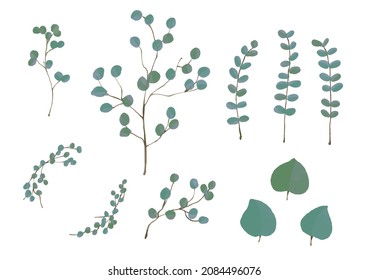 Conjunto de ilustraciones de hojas y flores de eucalipto