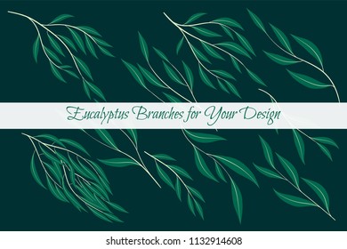 Eucalyptus Leaves Big Selection. Vector Branches Set. Vintage Greenery. Floral Decorative Elements for Rustic Wedding Design, Invitation, Card. Different Eucalyptus Leaves in Watercolor Style.