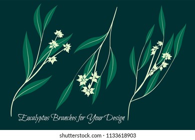 Eucalyptus Leaves Big Selection. Vector Branches Set. Vintage Greenery. Floral Decorative Elements for Rustic Wedding Design, Invitation, Card. Different Eucalyptus Leaves in Watercolor Style.
