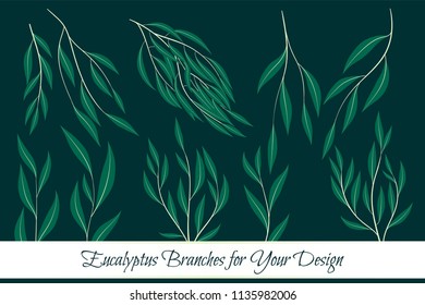 Eucalyptus Leaves Big Selection. Vector Branches Set. Vintage Greenery. Floral Decorative Elements for Rustic Wedding Design, Invitation, Card. Different Eucalyptus Leaves in Watercolor Style.