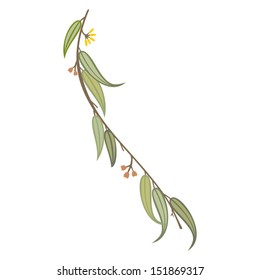 Eucalyptus leaves and branch