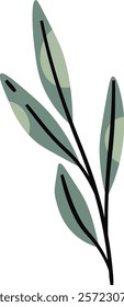 Eucalyptus Leaves Branch Vector Illustration