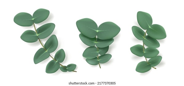 Eucalyptus leaves and branches, aromatic herb. Evergreen plant, condiment or spice for essential oil and medicine isolated on white background. Natural green foliage, Realistic 3d vector illustration